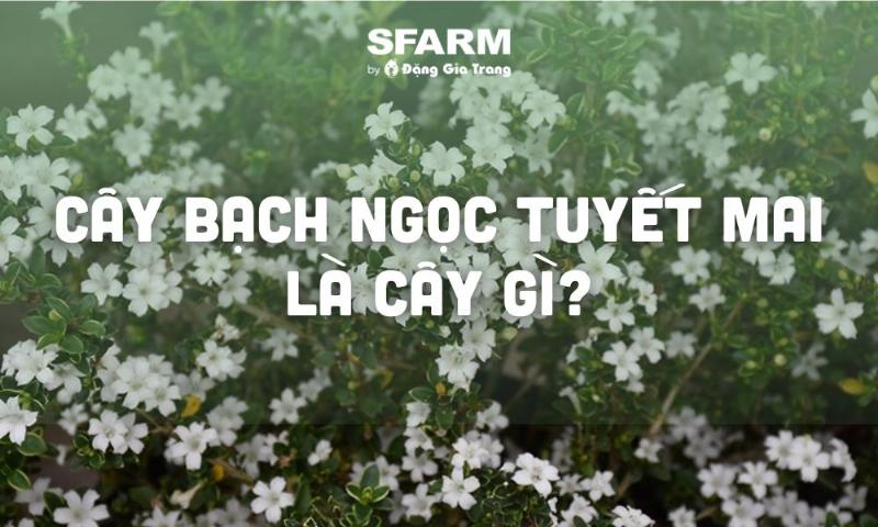 Cách trồng bạch ngọc liên đúng kỹ thuật