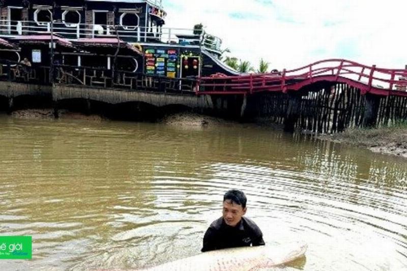 Chế Độ Ăn Cá Hải Tượng: Hình ảnh cá hải tượng đang ăn cá mồi trong bể cá.
