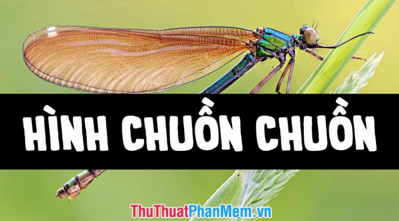 Chuồn chuồn ớt đậu trên ngọn cỏ