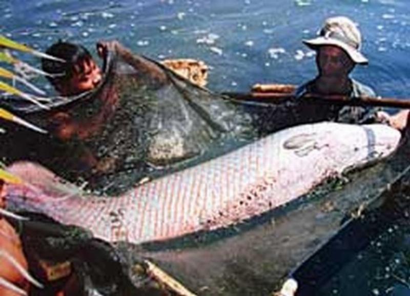 Thị Trường Cá Hải Tượng: Hình ảnh minh họa thị trường buôn bán cá hải tượng.
