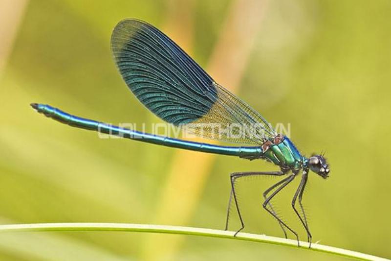 Vòng đời của chuồn chuồn ớt
