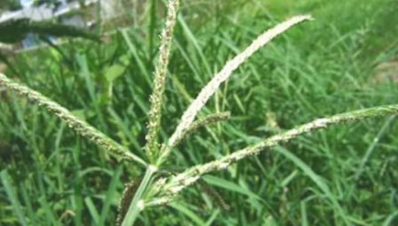 Hình ảnh một nắm cây cỏ mần trầu tươi xanh mướt, sẵn sàng để sử dụng gội đầu