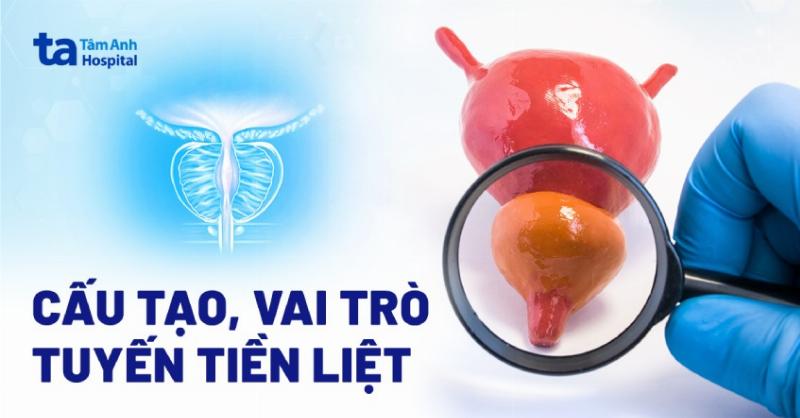 mo phong co che ho tro chuc nang bang quang cua ich nieu khang